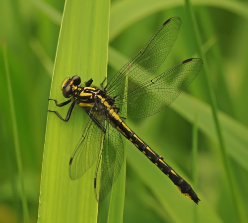 Female
19 June 2014  Rusk, WI